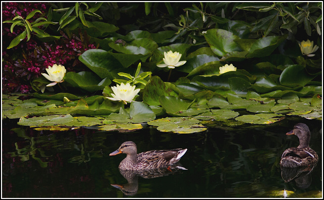ducks2.jpg