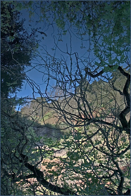 The Pond At Rancho San Antonio