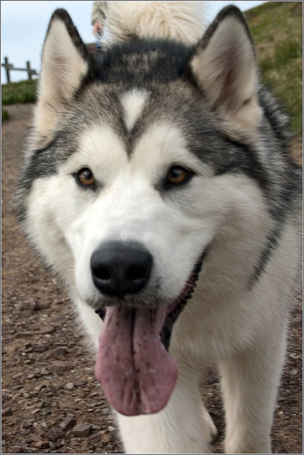 Husky