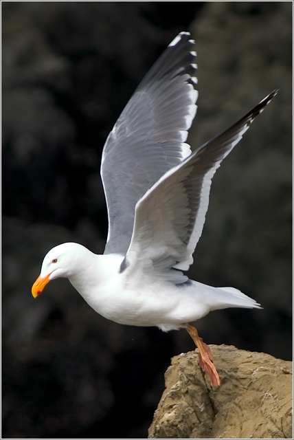 Gull taking flight