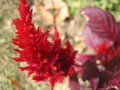 Florid Perceptibility