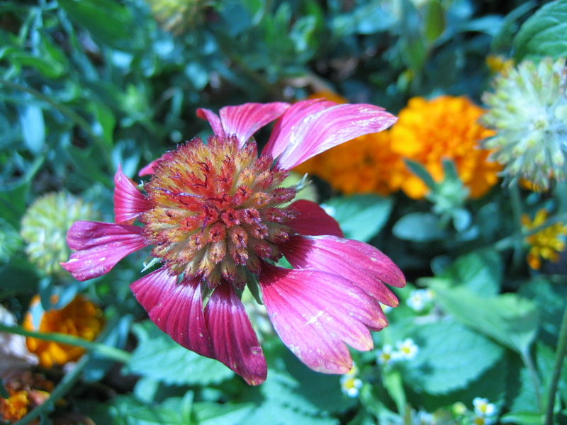 Withered
