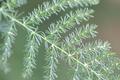 Plant Macro