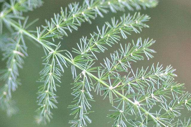 Plant Macro