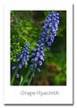 Grape Hyacinth.jpg