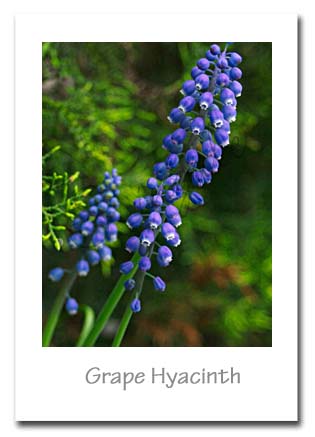 Grape Hyacinth.jpg