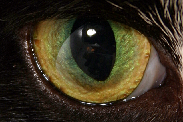 Cat's-Eye.jpg