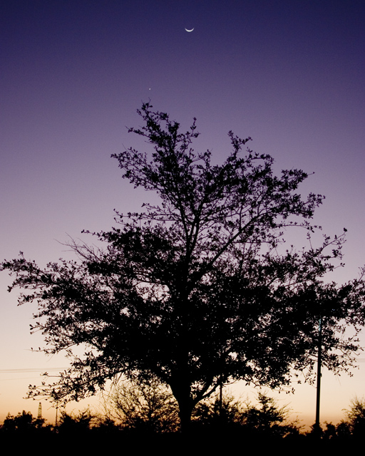 Tree & The Moon