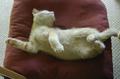 Fuzzy Kitten Belly