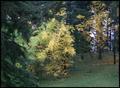 Yellow No 2