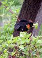 Red-Winged Blackbird