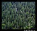 Pines