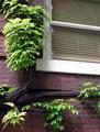 City Window
