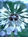 Wet Dandelion