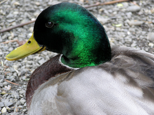 Duck