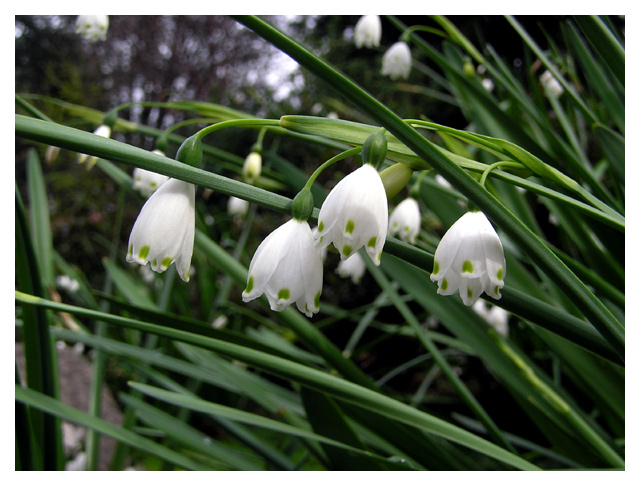 Spring Snowflakes