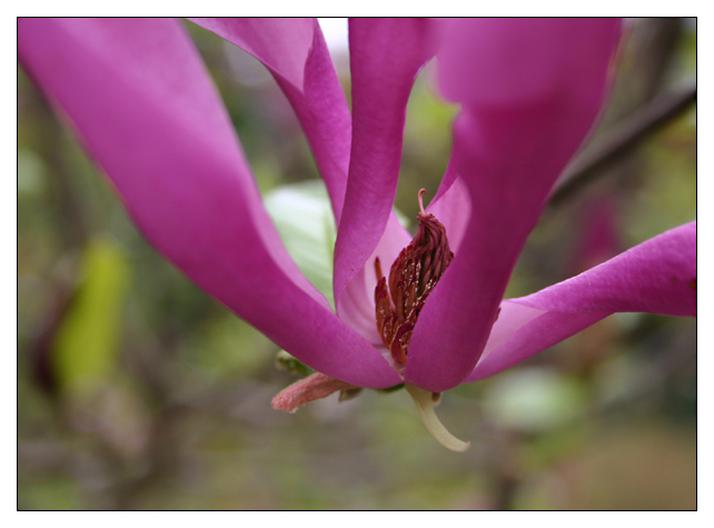 Magnolia Blossom