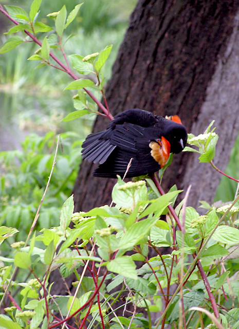 Red-Winged Blackbird
