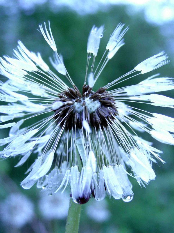 Wet Dandelion