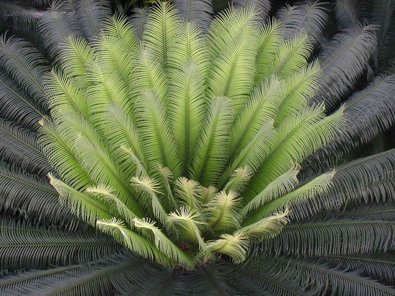 Palm Tree