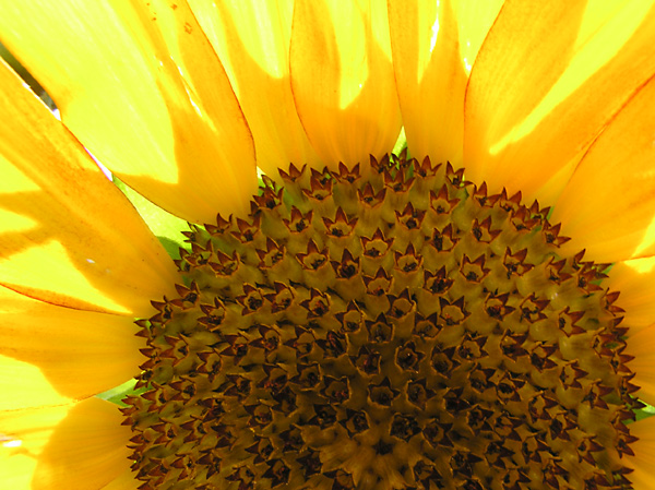 Sun | Flower
