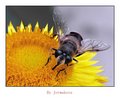 Industrious Bee