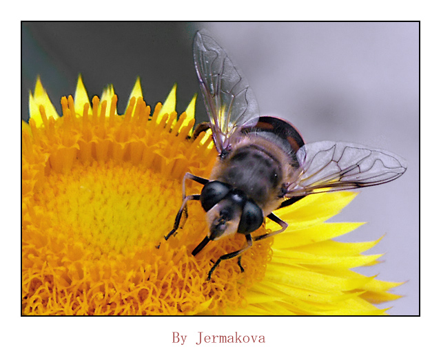 Industrious Bee