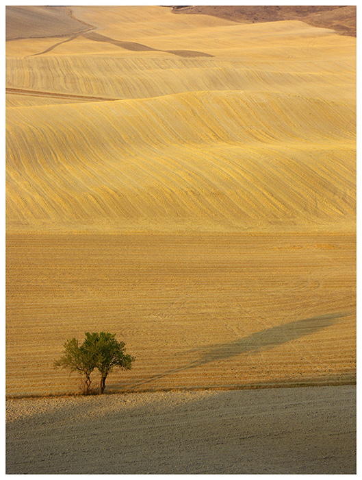 Waved Fields