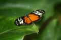 Butterfly At Rest v2