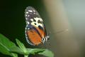 Profile of a Butterfly II v2