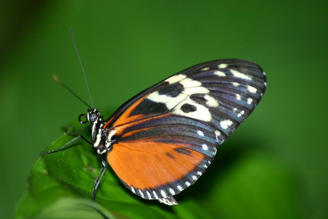 Profile of a Butterfly I v2