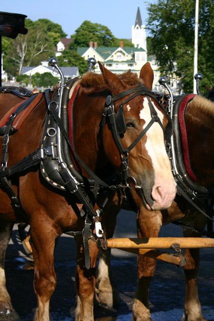Work Horse Portrait