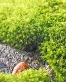 Moss with Pine Cone