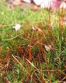 Moss World