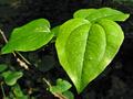 Jungle Leaf