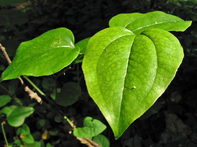 Jungle Leaf