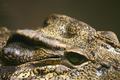 Reptilian Senses