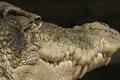 Reptilenvy