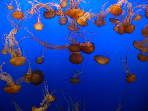 Monterey Jellies