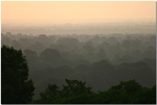 Cambodian Jungle at Dawn
