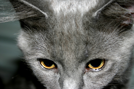 It's the eyes.jpg