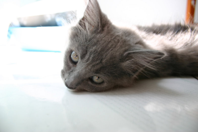 Sigmund The Cat