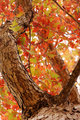 Fall From Below