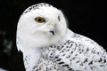 Snow Owl