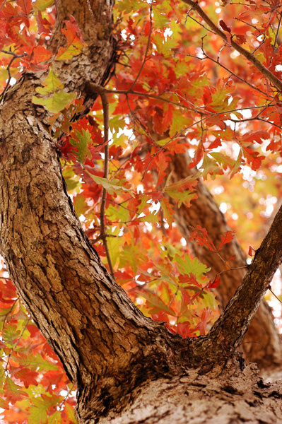 Fall From Below