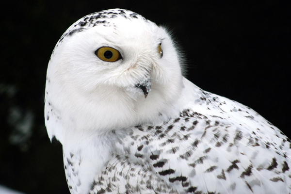 Snow Owl