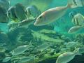 640Ushaka Fish.JPG