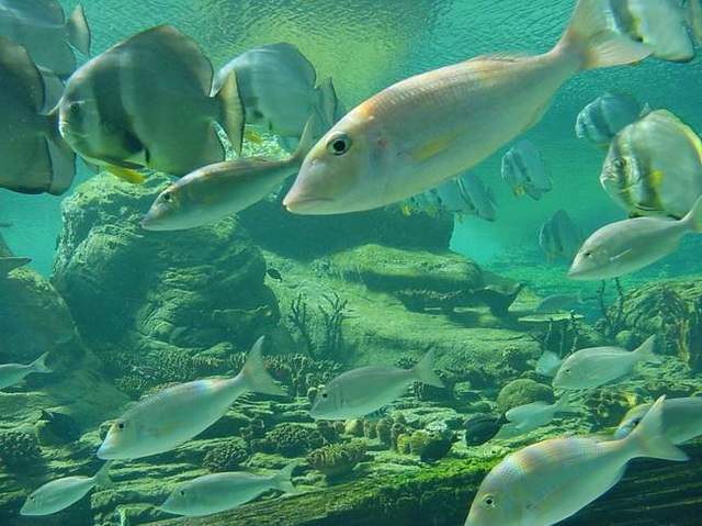640Ushaka Fish.JPG