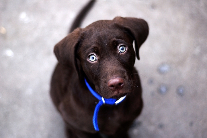 Buddy