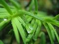 Morning Dew